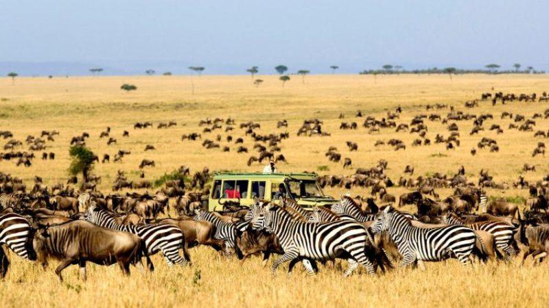 4 Tips Wisata Safari di Afrika