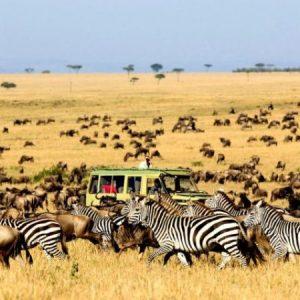 4 Tips Wisata Safari di Afrika
